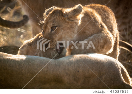 Puppy of lion 42087615