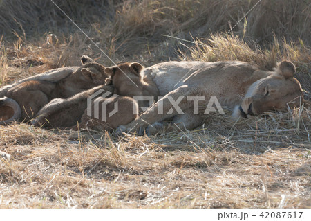 Lions, Botswana 42087617