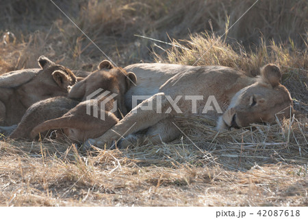 Lions, Botswana 42087618