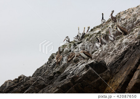 Ballestas Islands, Perù 42087650