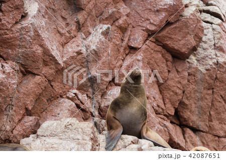 Ballestas Islands, Perù 42087651