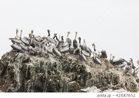 Ballestas Islands, Perù 42087652