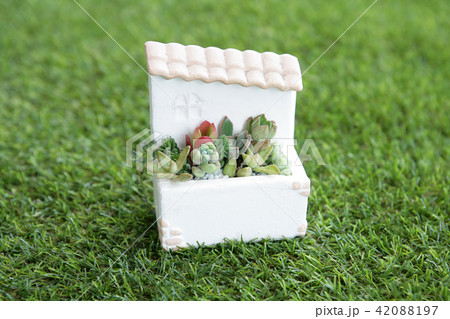 多肉植物 42088197