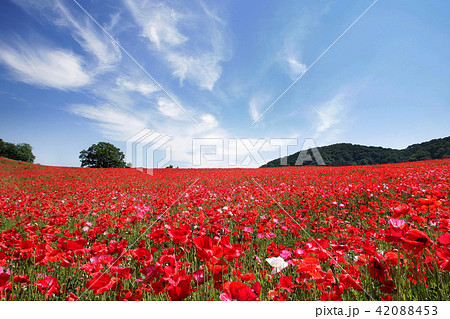 ポピー　天空のポピー 42088453