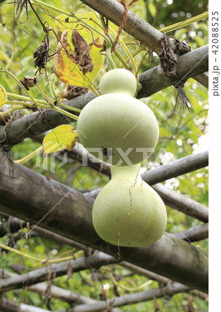 大きなひょうたんの実 42088525