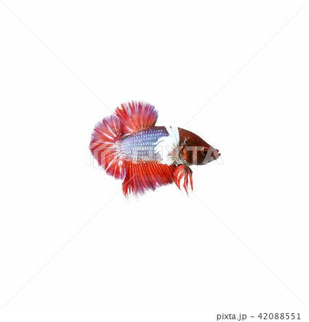 Halfmoon Betta Fish, Plakad fancy Halfmoon Betta Fish, Plakad fancy 42088551