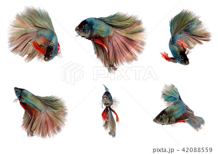 Halfmoon Betta Fish, Plakad fancy Halfmoon Betta Fish, Plakad fancy 42088559