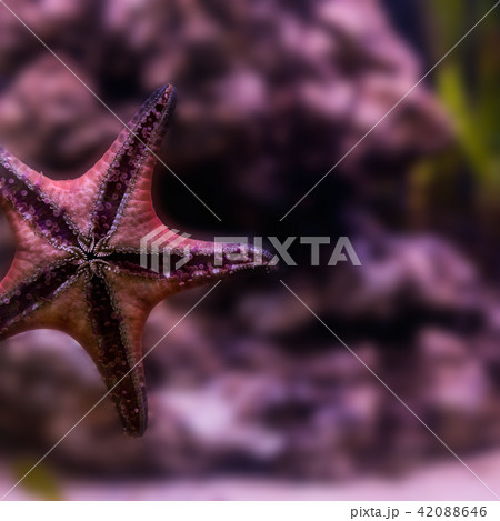 Starfish 42088646