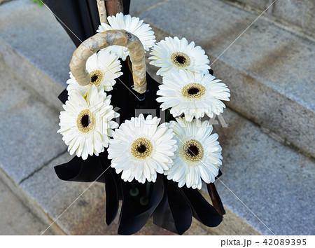 White Gerberas bouquet in an umbrella decorations White Gerberas bouquet in an umbrella decorations 42089395