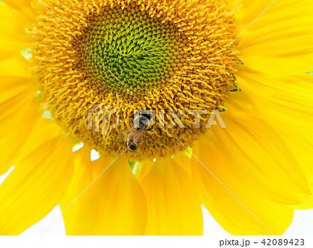 向日葵に蜂 42089423