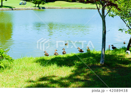 日本のゴルフ場 42089438