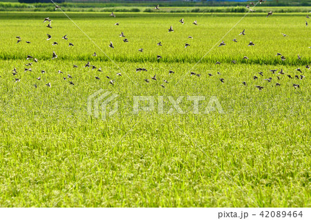 夏の田んぼ 42089464