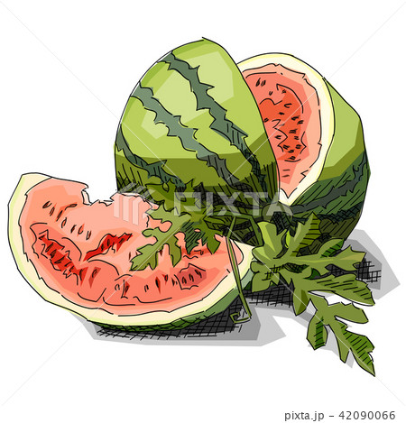 Sketch of drawing watermelon with half. - Stock Illustration [42090066] -  PIXTA