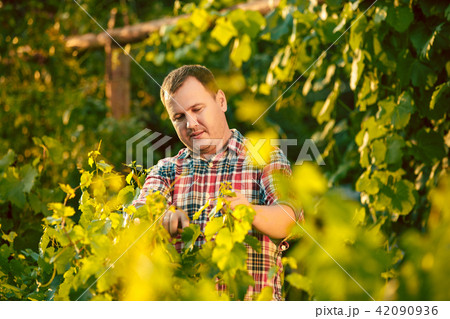 Mant prune grape brunch, work on a family farm 42090936