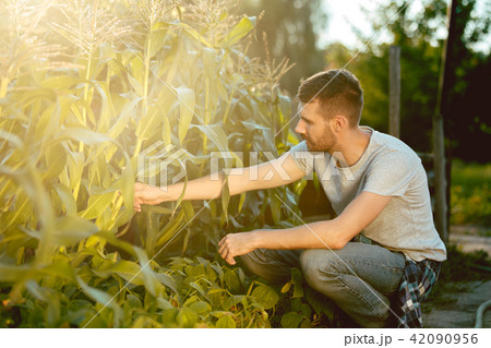 handsome farmer in his thirties picking corn on a field 42090956