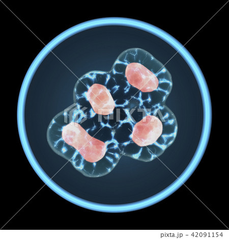 Cells Growing In A Tissue Culture Petri Dish  42091154