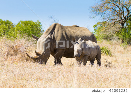 White rhinoceros with puppy, South Africa White rhinoceros with puppy, South Africa 42091282