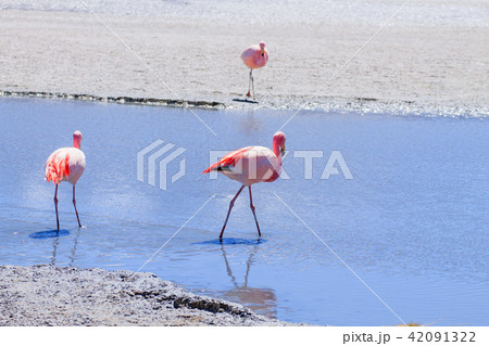 Laguna Hedionda flamingos, Bolivia 42091322