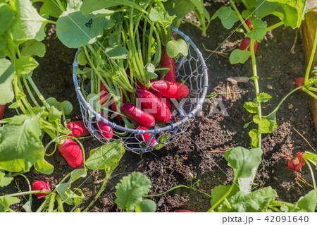 Fresh radish vegetables harvest crop in the garden Fresh radish vegetables harvest crop in the garden 42091640