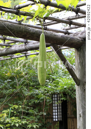 ヘチマの実 ヘチマの実 42092422