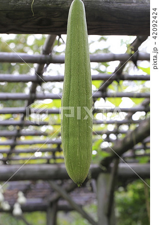 ヘチマの実 42092424