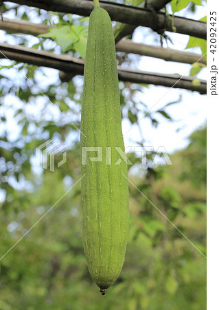 ヘチマの実 42092425