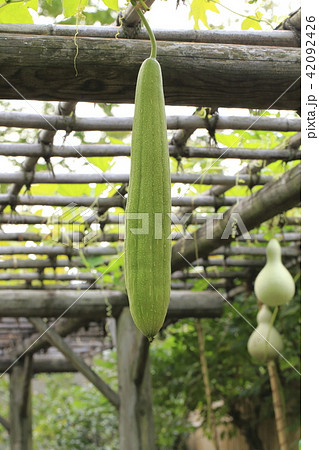 ヘチマの実 42092426