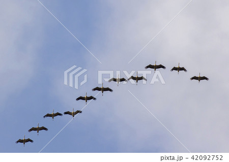 Common Crane (Grus grus) 42092752