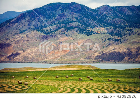Hay bales in a meadow near Savona Canada Hay bales in a meadow near Savona Canada 42092926
