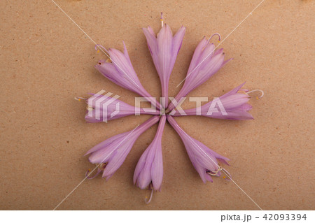 violet buds studio quality violet buds studio quality 42093394