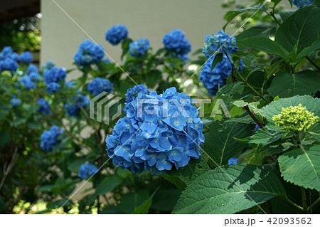 あじさいの花　 42093562