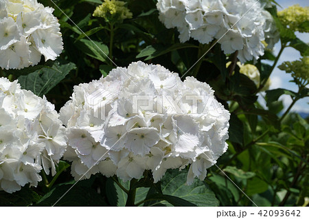 あじさいの花 あじさいの花 42093642