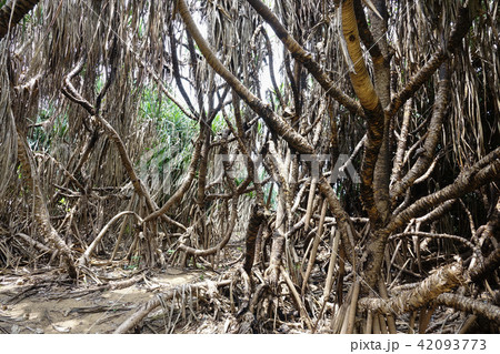 Dry palm thickets after a fire in the jungle 42093773