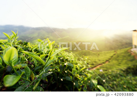 Tea plantation in Cameron highlands, Malaysia. Tea plantation in Cameron highlands, Malaysia. 42093880