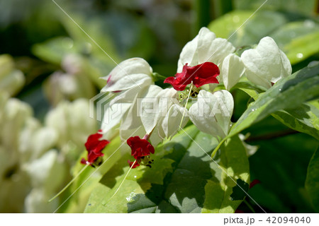 ゲンペイカズラ 42094040