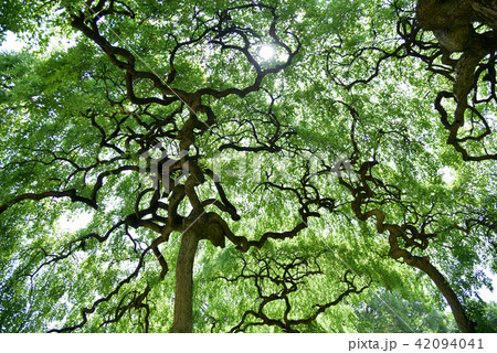 シダレエンジュ 42094041