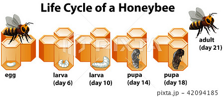 Life cycle of a honeybee 42094185