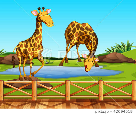 Two giraffes in a zoo 42094619