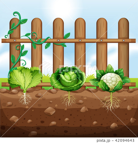 Set of vegetable crops 42094643