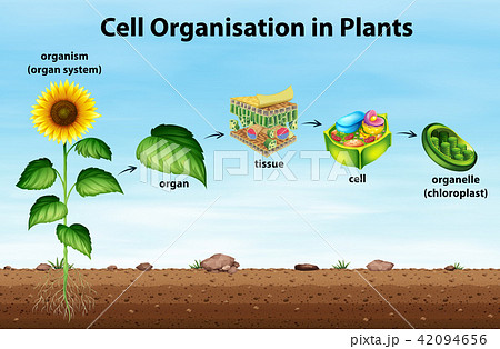 Cell organisation in plants 42094656
