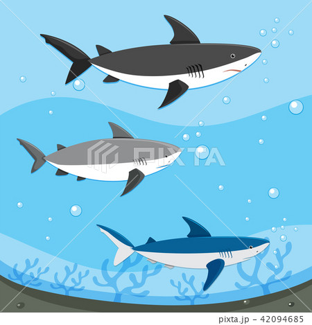 Diffrent Sharks Swimming Underwater 42094685