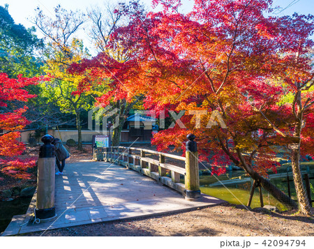 奈良公園の木橋と紅葉 42094794