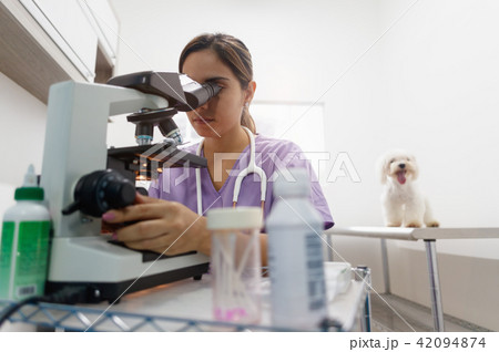 Clinic Staff With Woman Working As Veterinary In Pet Shop Clinic Staff With Woman Working As Veterinary In Pet Shop 42094874
