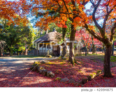 奈良公園の紅葉 奈良公園の紅葉 42094875
