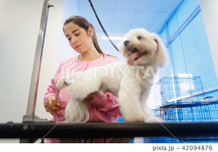 Girl At Work In Pet Store And Grooming Dog Girl At Work In Pet Store And Grooming Dog 42094876