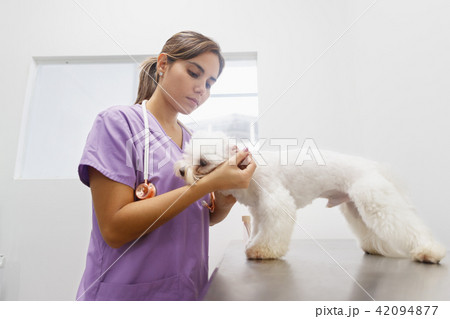 Doctor Cleaning Dog Ear In Clinic For Veterinarian Profession Doctor Cleaning Dog Ear In Clinic For Veterinarian Profession 42094877