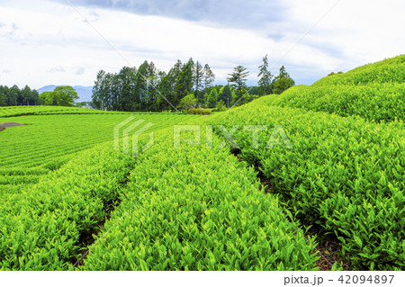 静岡の茶畑 42094897