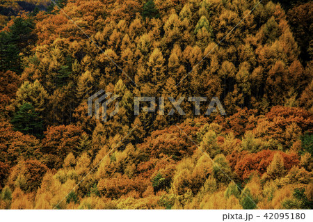 山　紅葉　秋 42095180