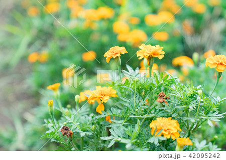 女性 メス フィールドの花 42095242