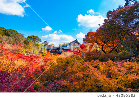 東福寺 通天橋の紅葉 東福寺 通天橋の紅葉 42095582